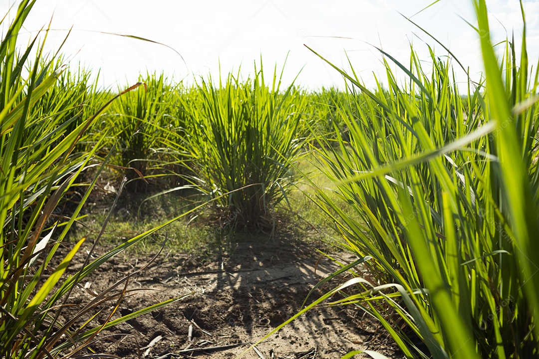 Plantio de cana de açúcar