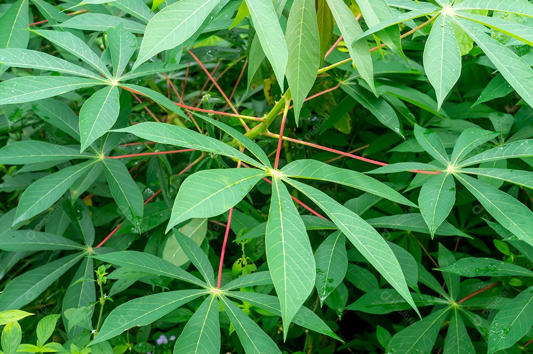 Folhas verdes frescas de mandioca