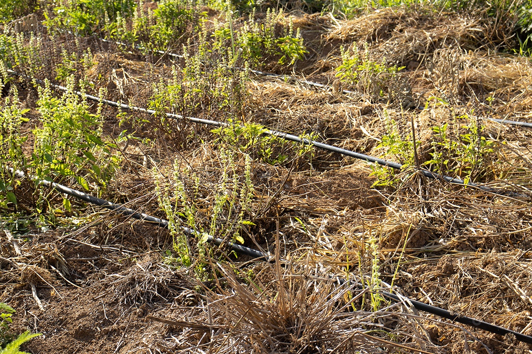 vista da plantação no sistema de irrigação