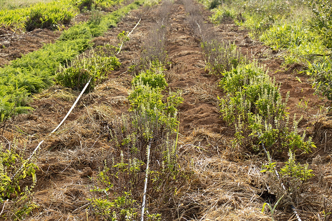vista da plantação no sistema de irrigação