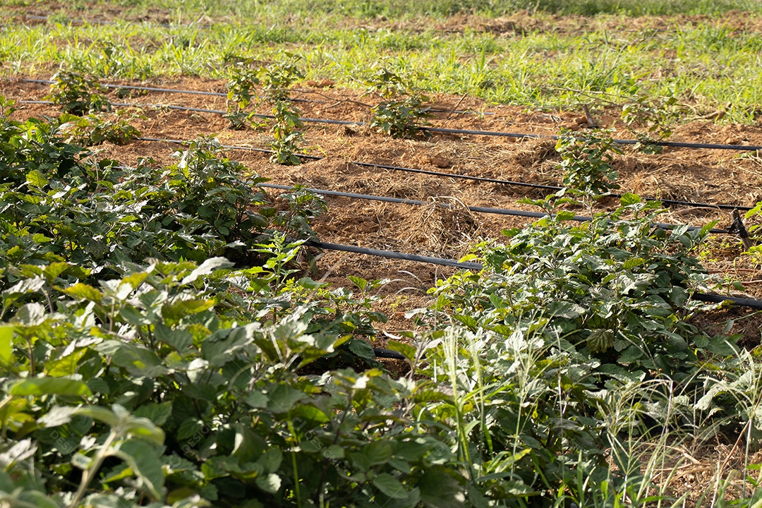 vista da plantação no sistema de irrigação