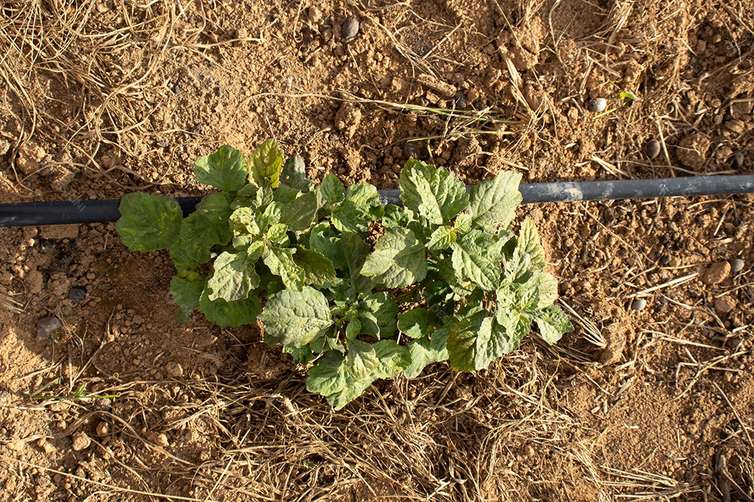 vista superior da planta no sistema de irrigação