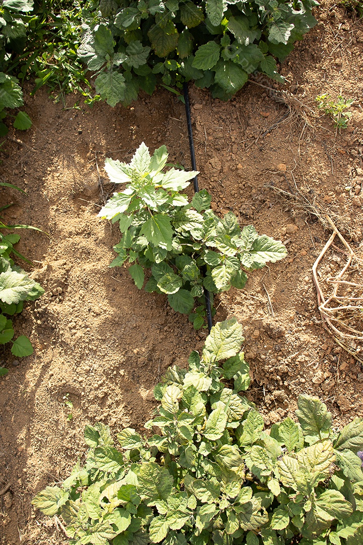 vista superior da planta no sistema de irrigação