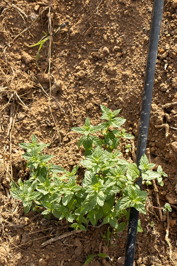 vista superior da planta no sistema de irrigação