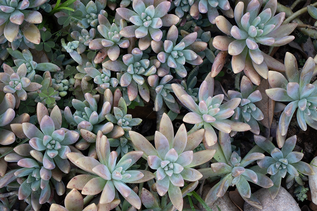 vista superior mini suculentas