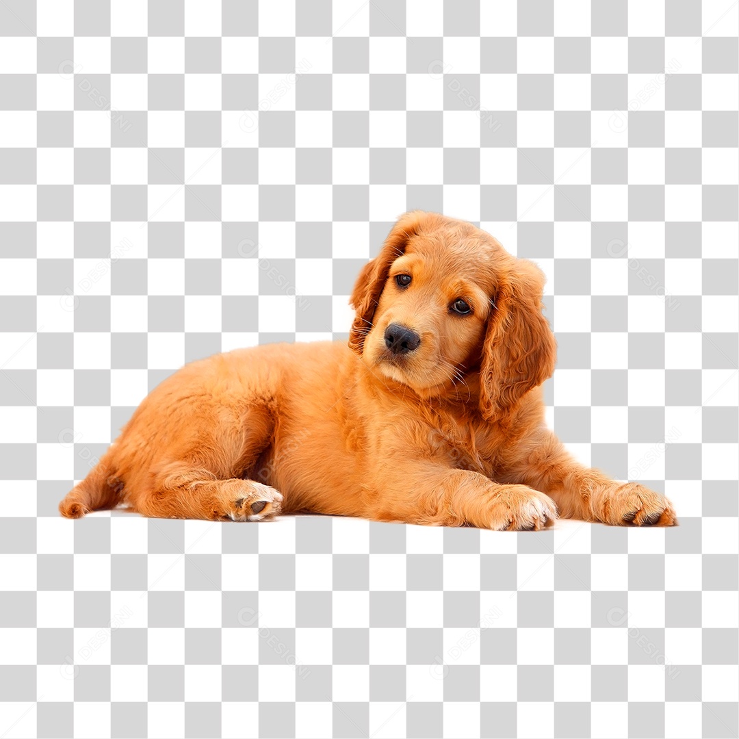 Cachorro PNG Transparente