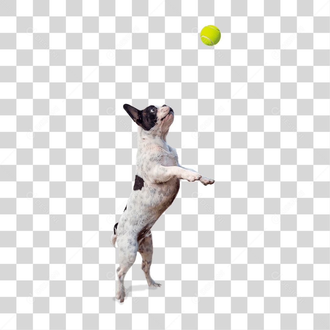Cachorro PNG Transparente