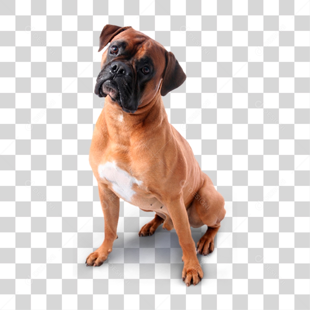 Cachorro PNG Transparente