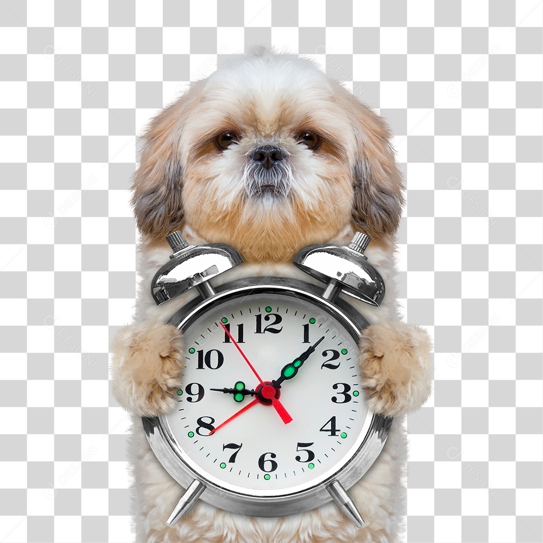 Cachorro com Despertador PNG Transparente