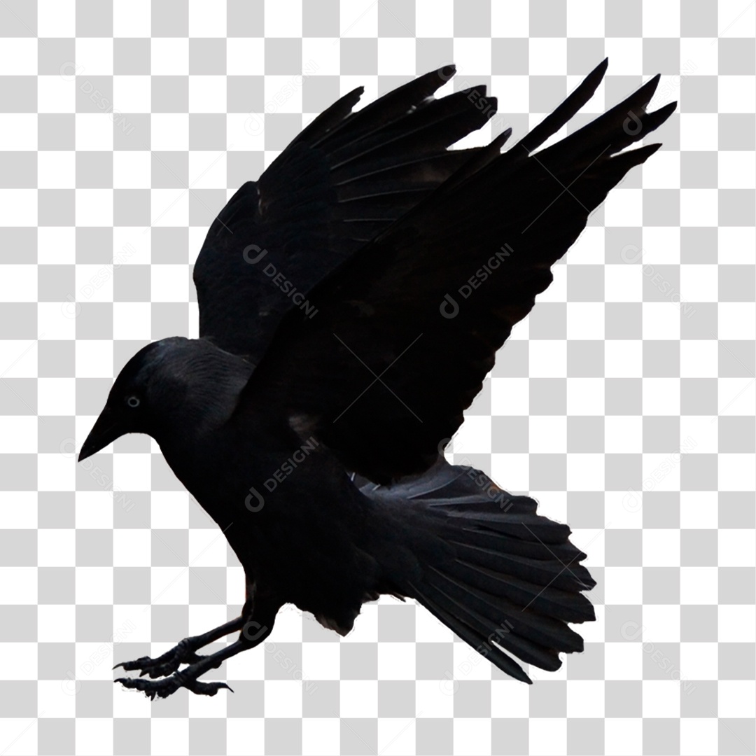 Corvo PNG Transparente