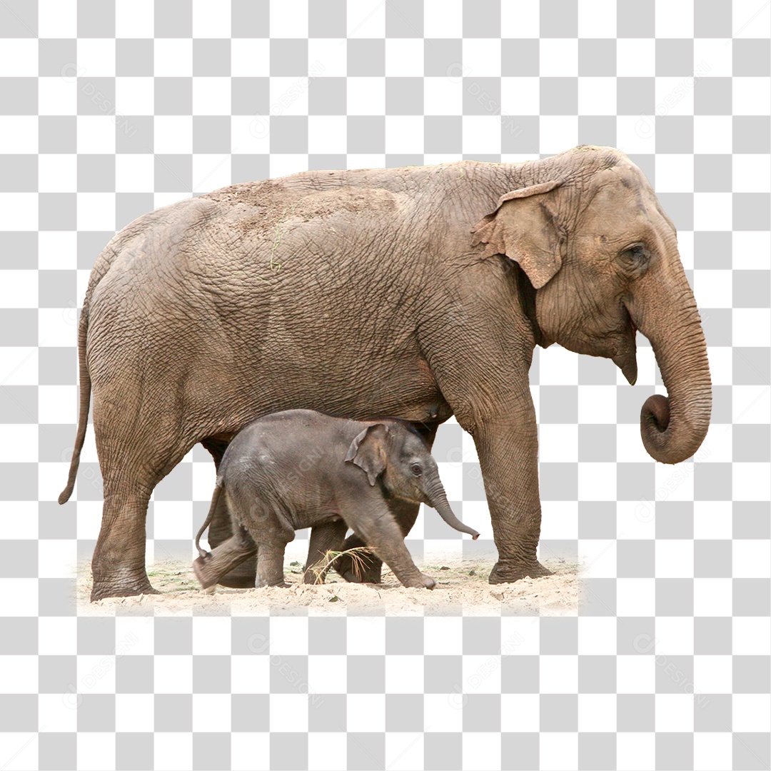 Elefante PNG Transparente