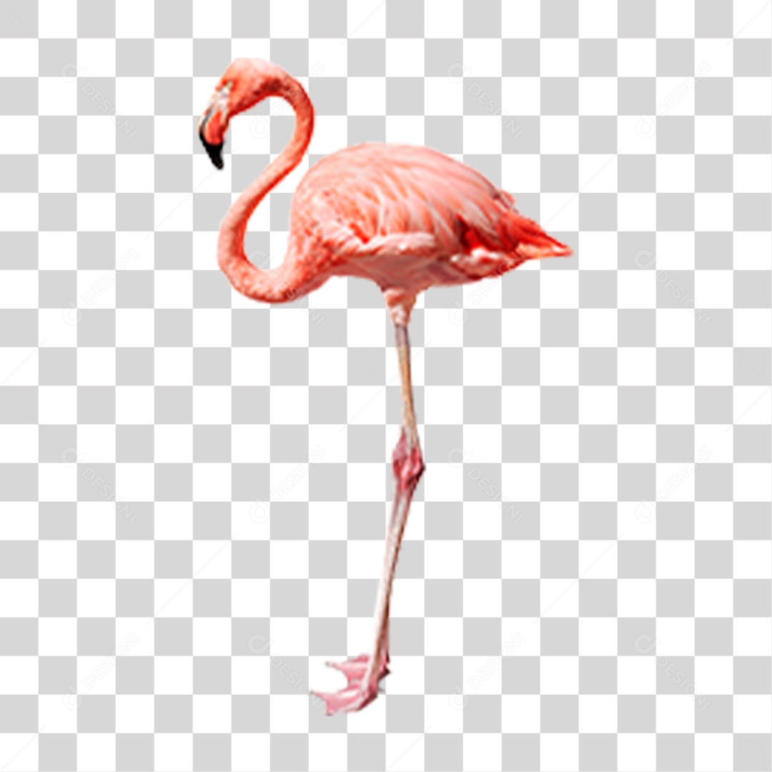 Flamingo PNG Transparente
