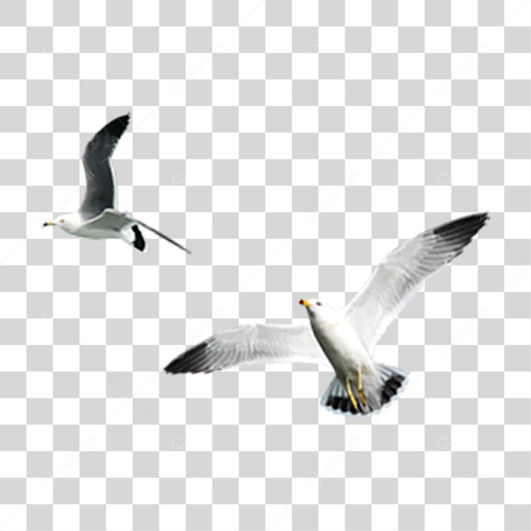 Gaivota PNG Transparente