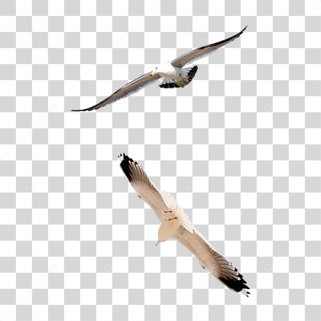 Gaivota PNG Transparente