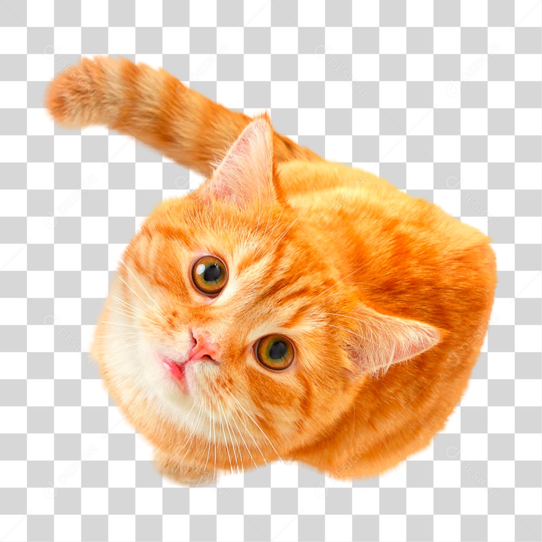 Gato PNG Transparente