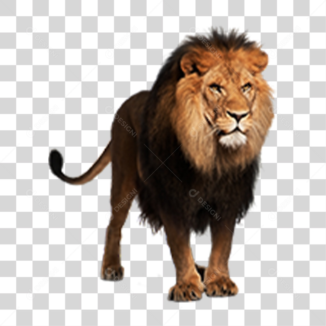 Leão PNG Transparente