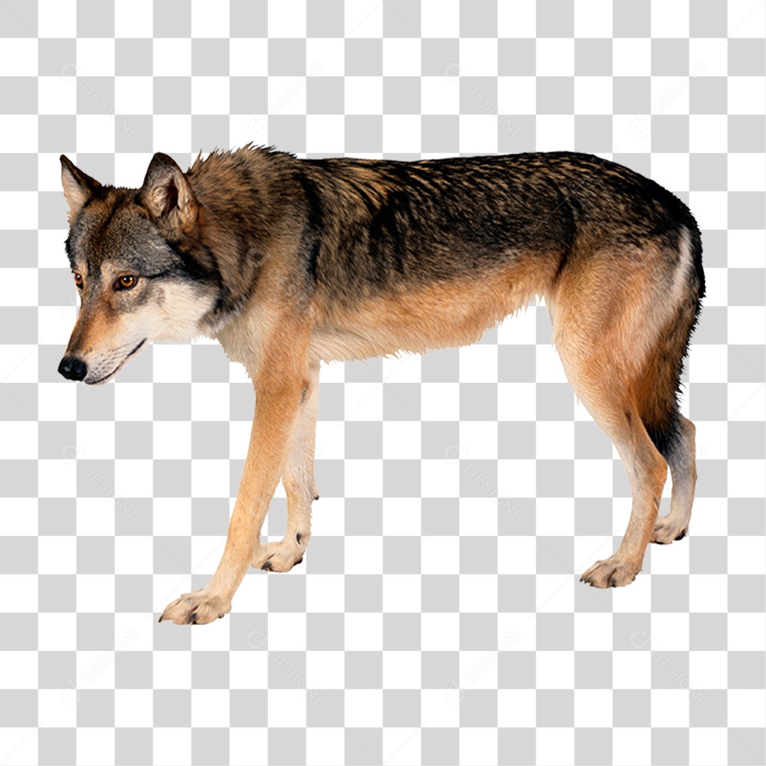 Lobo PNG Transparente