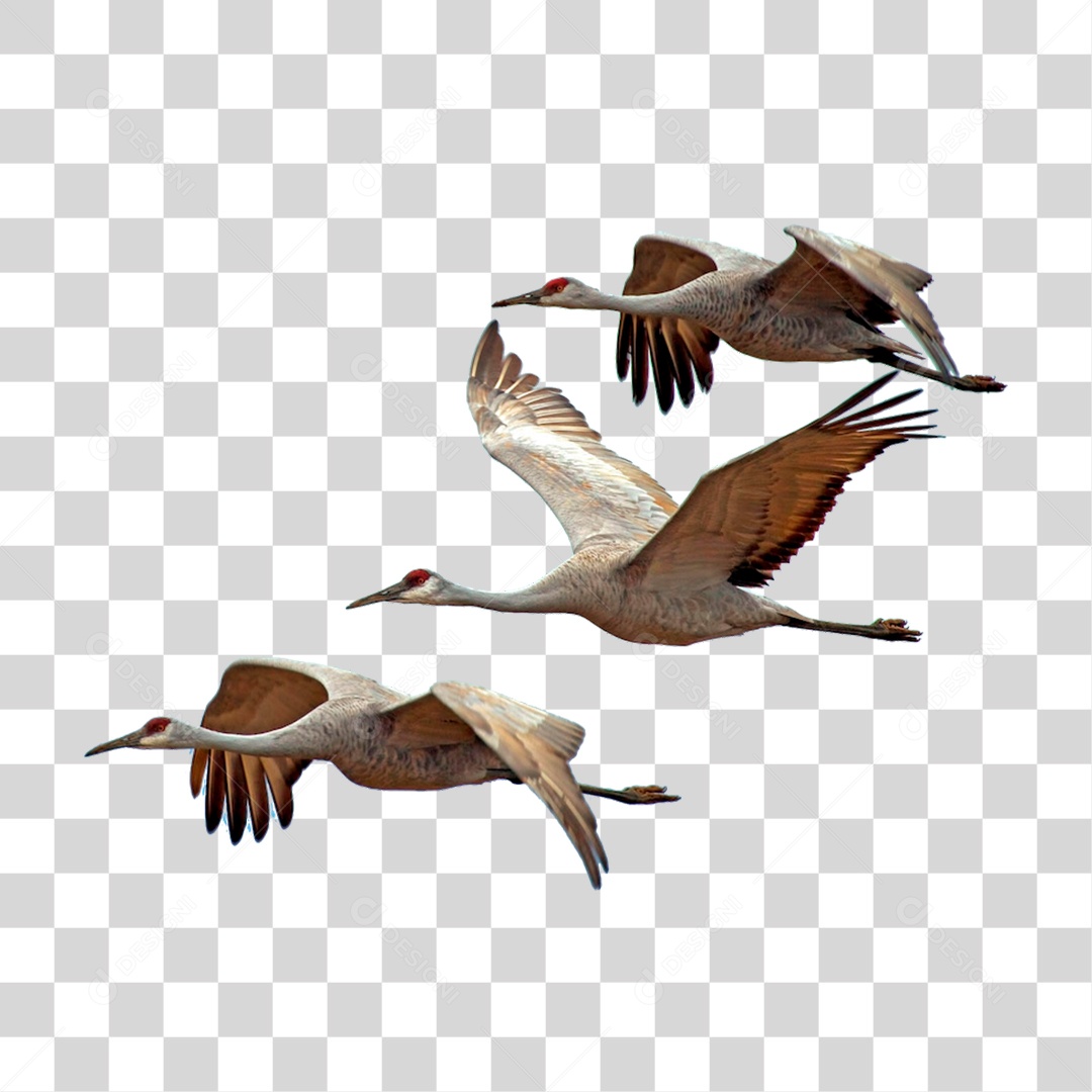 Patos Voando PNG Transparente