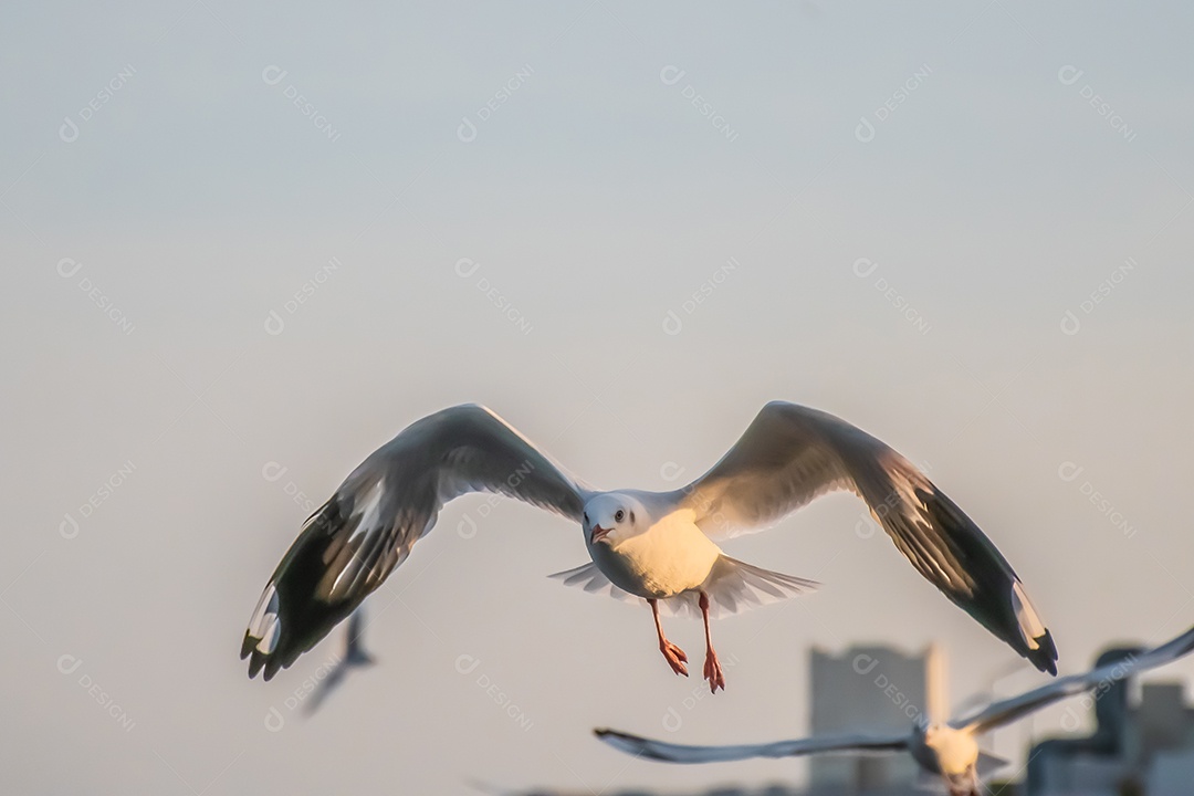 Gaivota voando alto no vento. gaivota voadora.