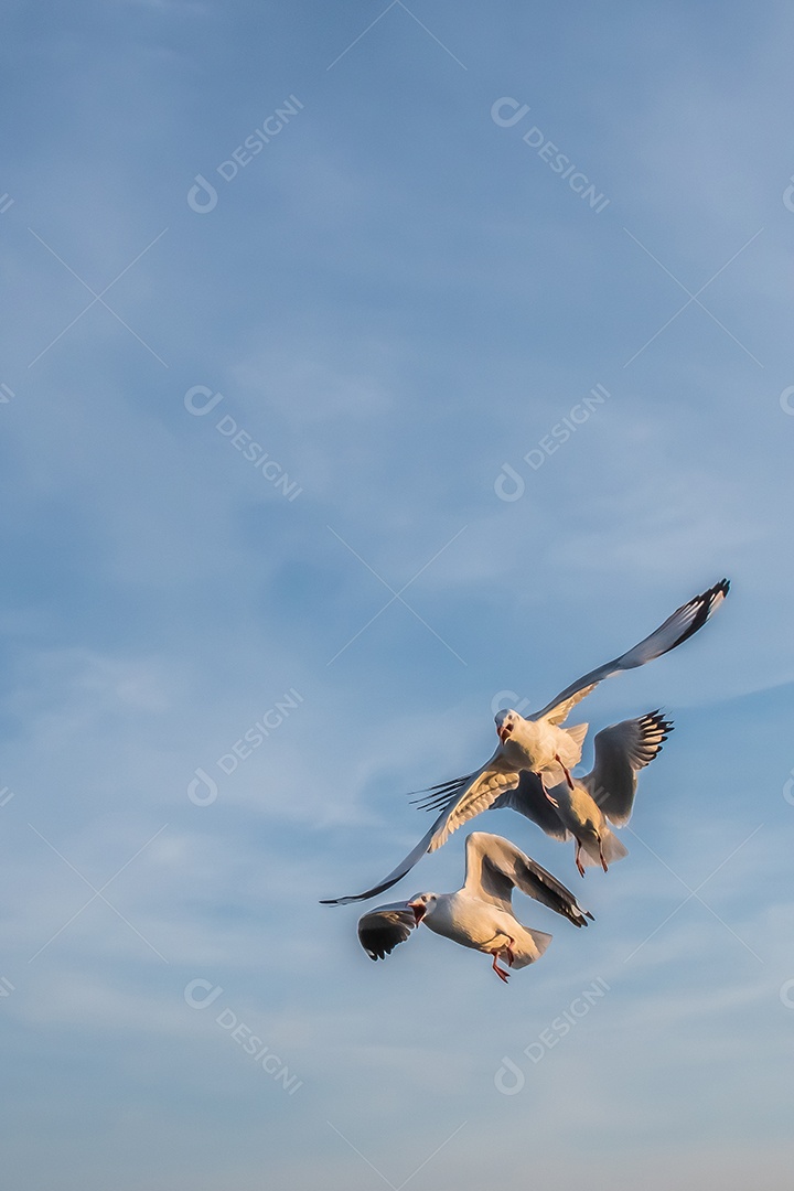 Gaivota voando alto no vento. gaivota voadora.