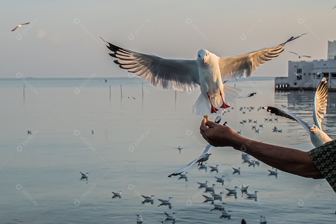 Gaivota voando alto no vento. gaivota voadora.