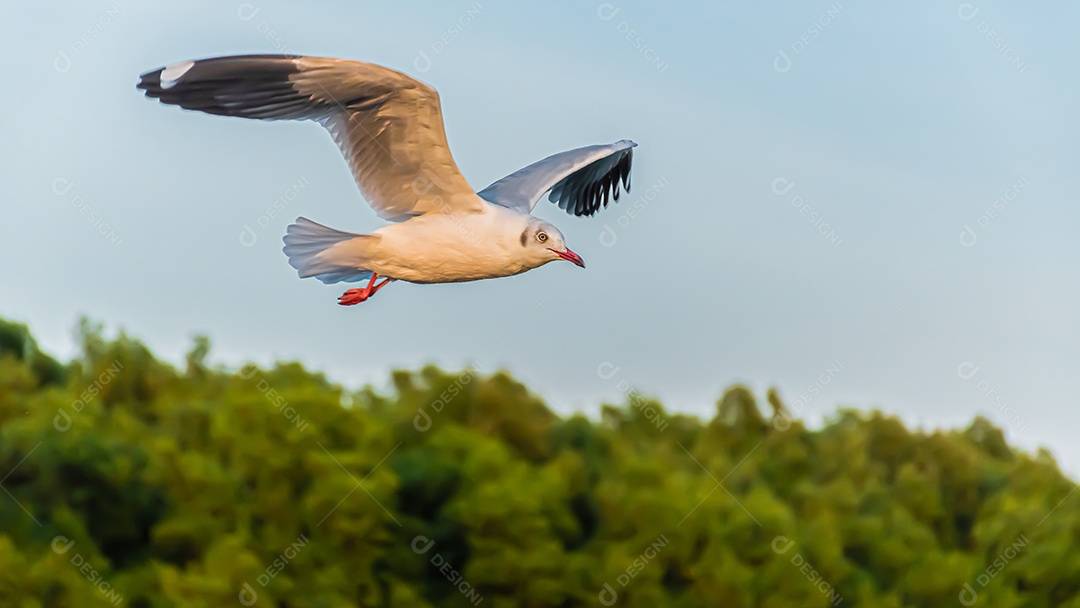 Gaivota voando alto no vento. gaivota voadora.