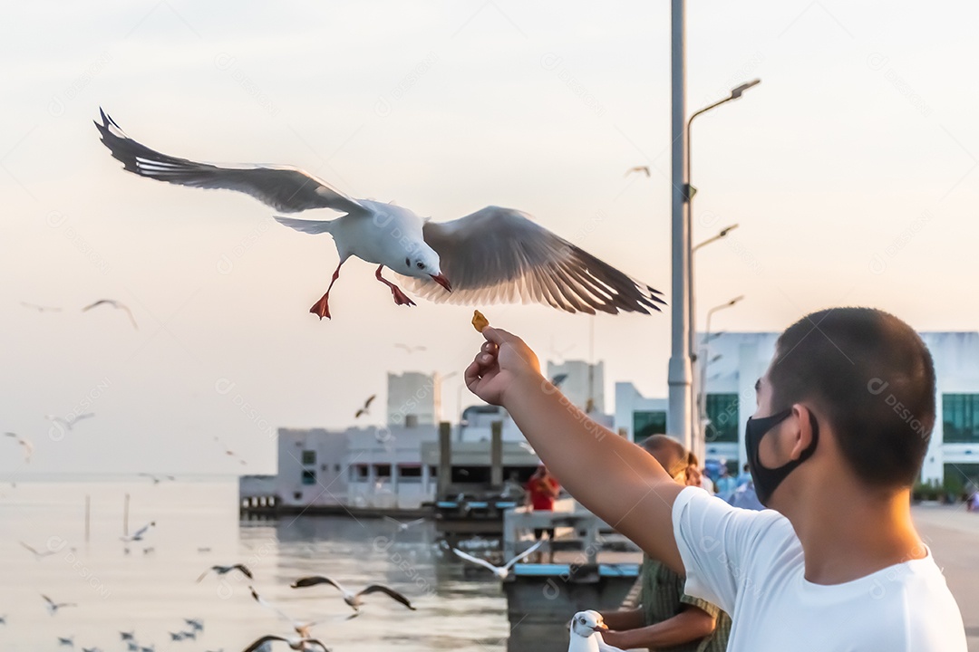 Gaivota voando alto no vento. gaivota voadora.