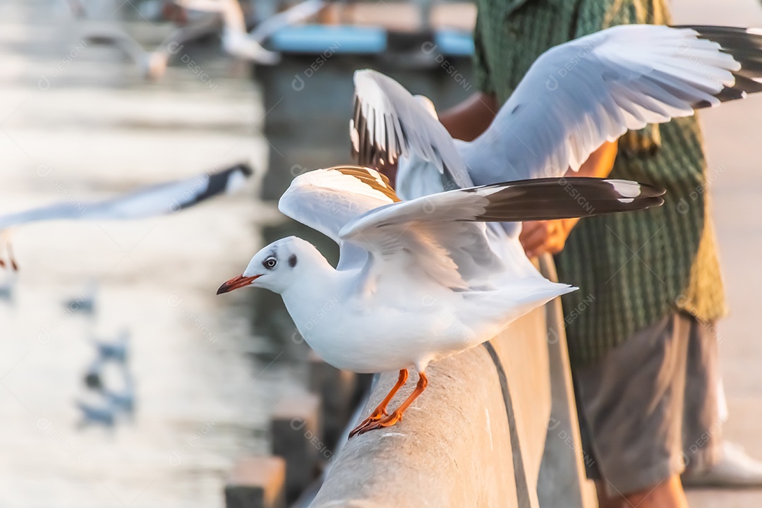 A gaivota está parada na beira da ponte.