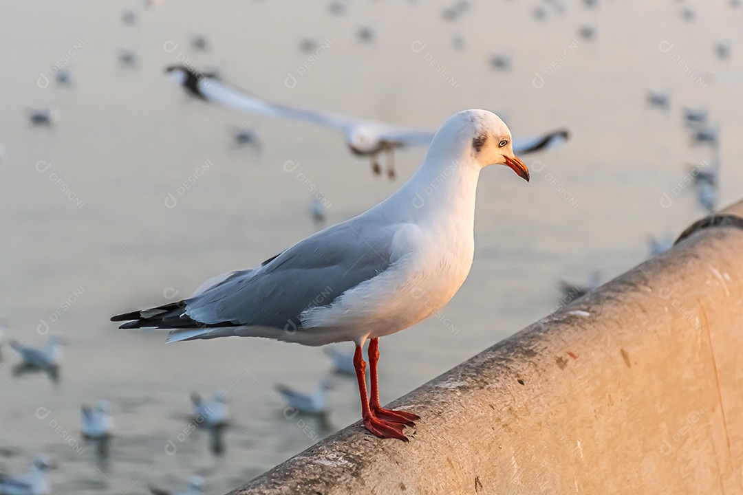 A gaivota está parada na beira da ponte.