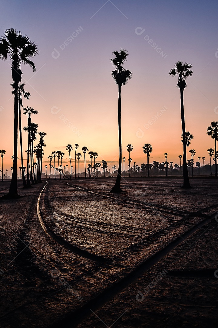 Paisagem de palmeira de açúcar durante o nascer do sol crepuscular