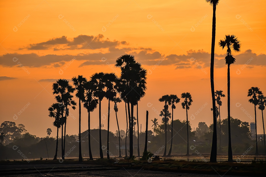Paisagem de palmeira de açúcar durante o nascer do sol crepuscular