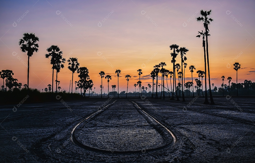 Paisagem de palmeira de açúcar durante o nascer do sol crepuscular