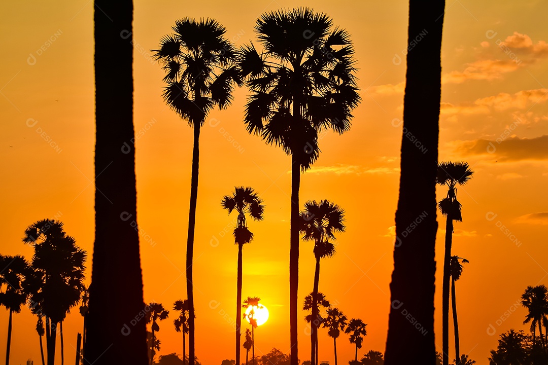 Paisagem de palmeira de açúcar durante o nascer do sol crepuscular