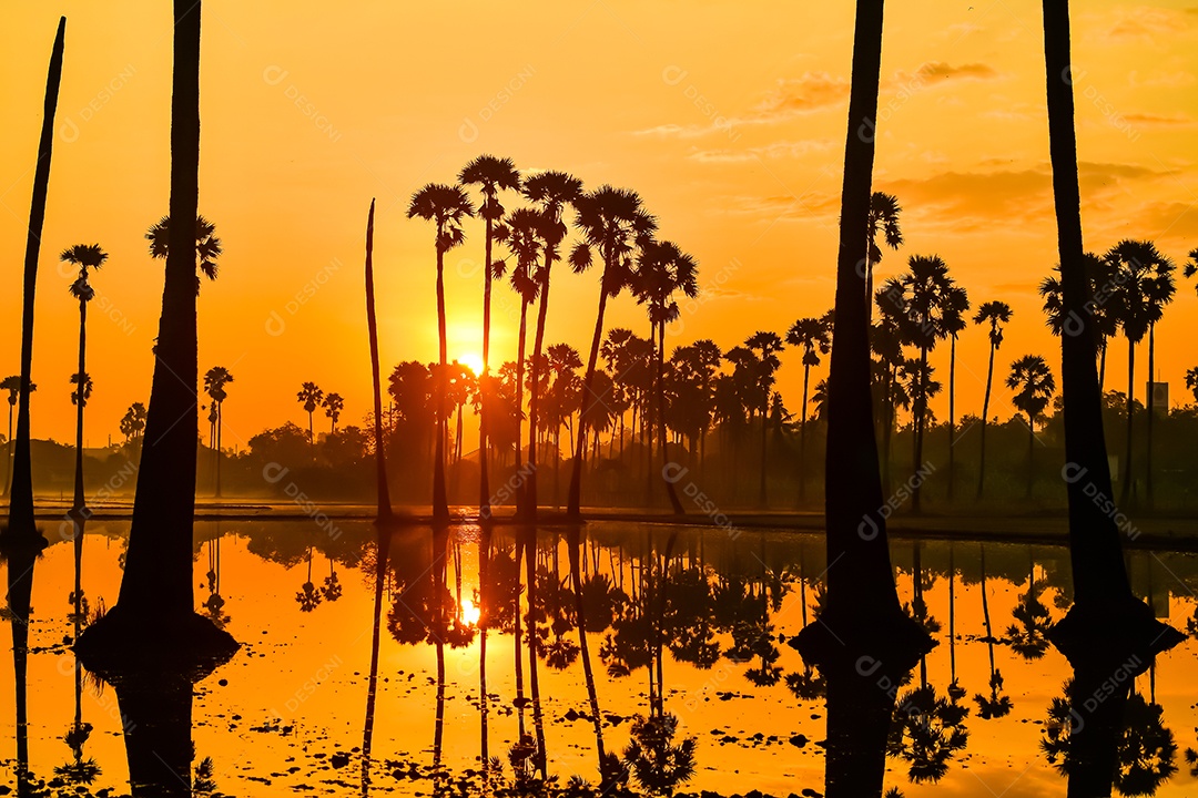 Paisagem de palmeira de açúcar durante o nascer do sol crepuscular