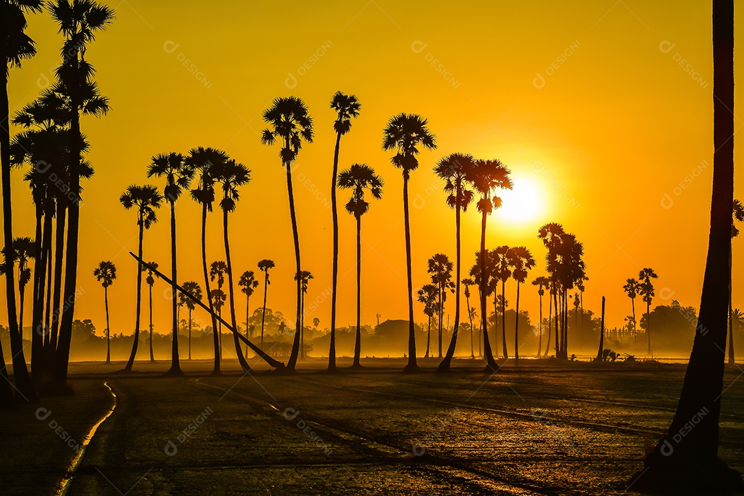 Paisagem de palmeira de açúcar durante o nascer do sol crepuscular