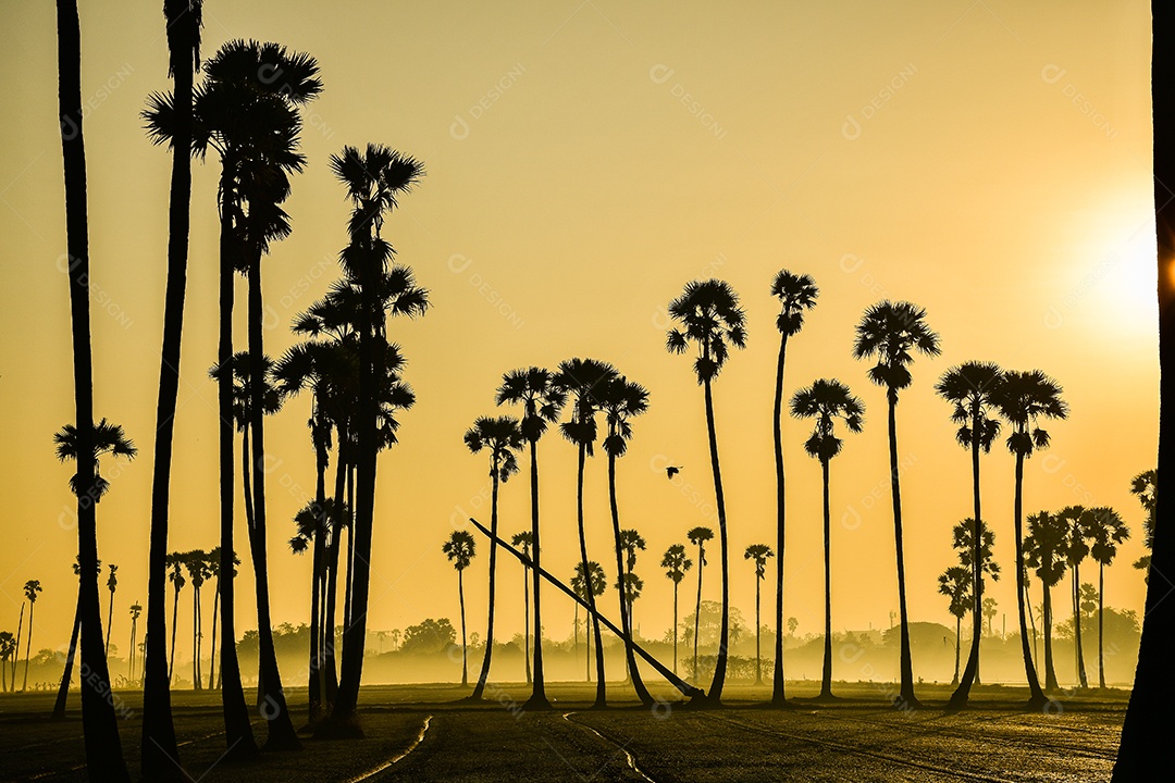 Paisagem de palmeira de açúcar durante o nascer do sol crepuscular