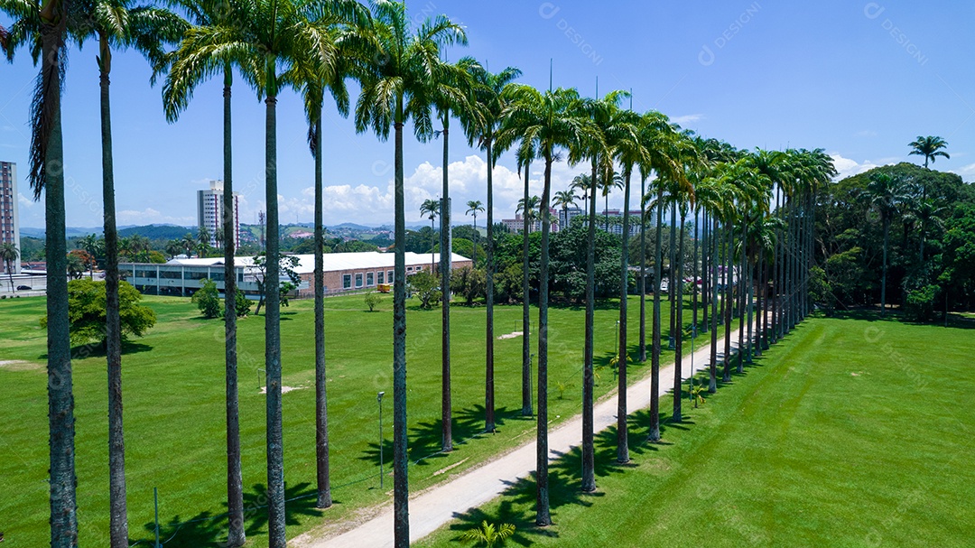 Parque Burle Marx - Parque da Cidade, em São José dos Campos, Brasil. Palmeiras altas e bonitas