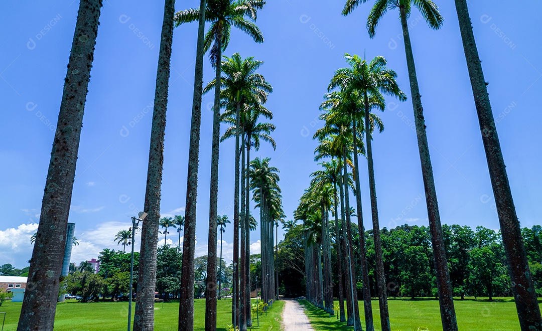 Parque Burle Marx - Parque da Cidade, em São José dos Campos, Brasil. Palmeiras altas e bonitas