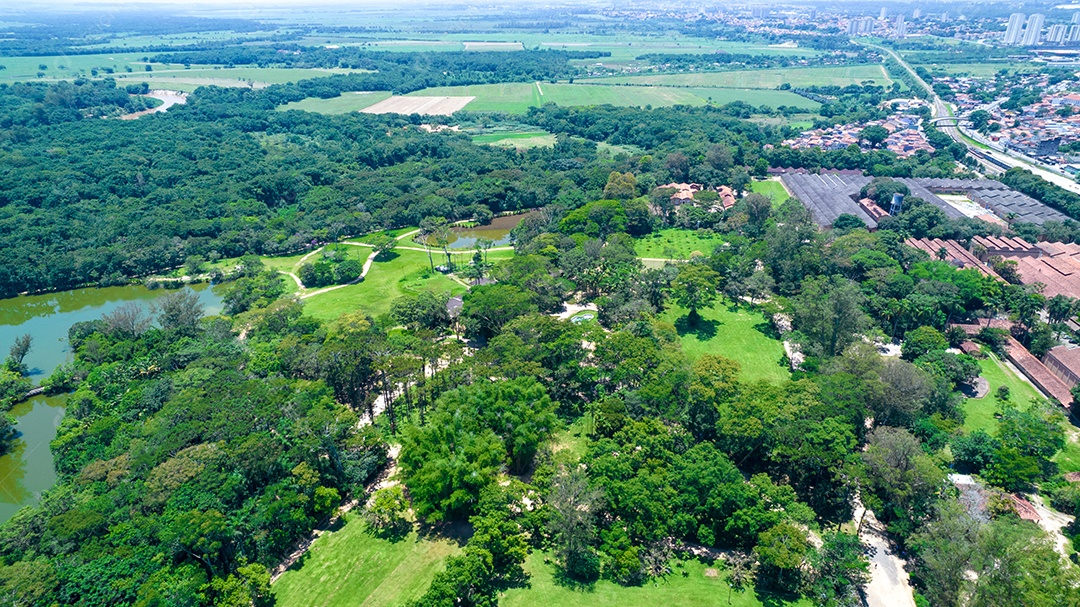 Vista aérea do parque Burle Marx - Parque da Cidade, em São José dos Campos, Brasil. Palmeiras altas e bonitas.