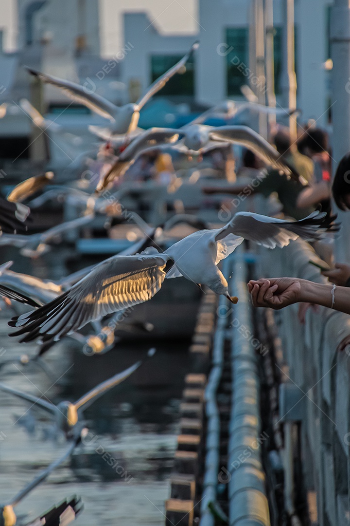 Gaivota voando alto no vento. gaivota voadora.