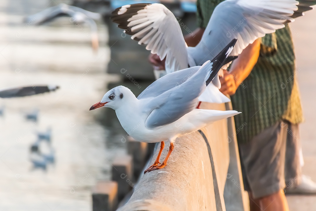 A gaivota está parada na beira da ponte.