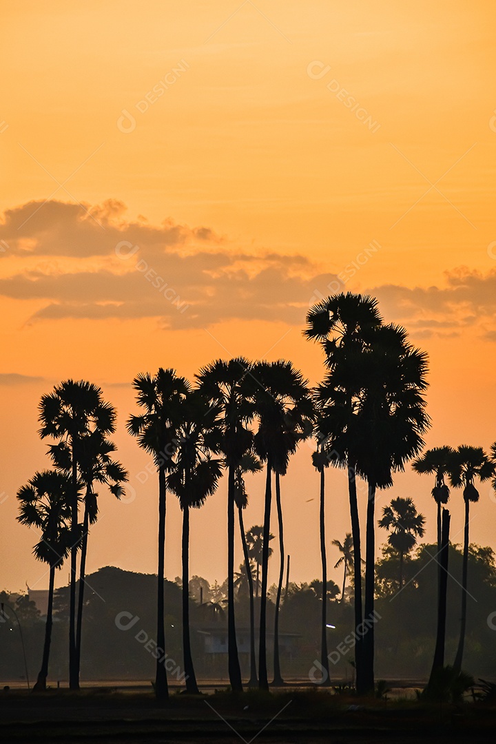 Paisagem de palmeira de açúcar durante o nascer do sol crepuscular