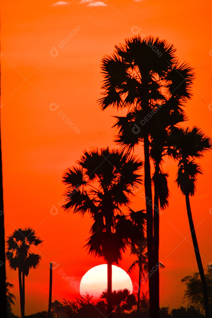 Paisagem de palmeira de açúcar durante o nascer do sol crepuscular