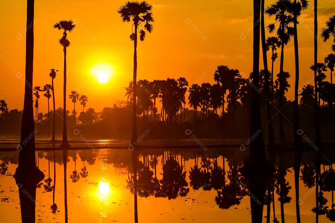 Paisagem de palmeira de açúcar durante o nascer do sol crepuscular