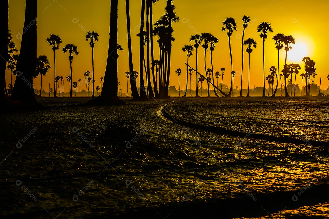 Paisagem de palmeira de açúcar durante o nascer do sol crepuscular