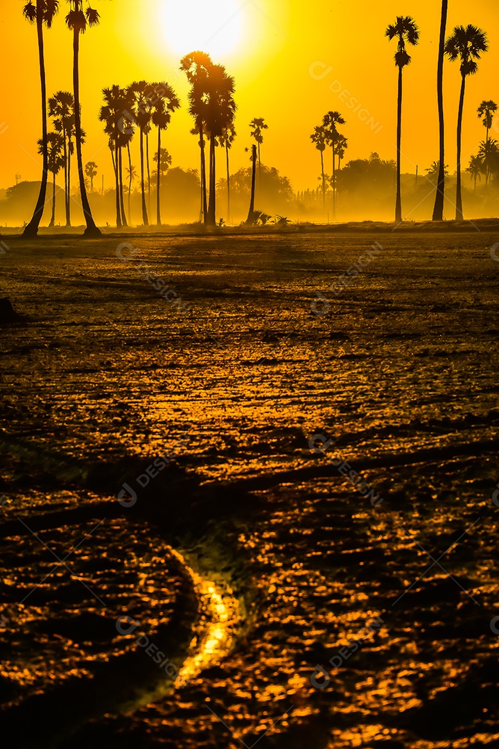 Paisagem de palmeira de açúcar durante o nascer do sol crepuscular