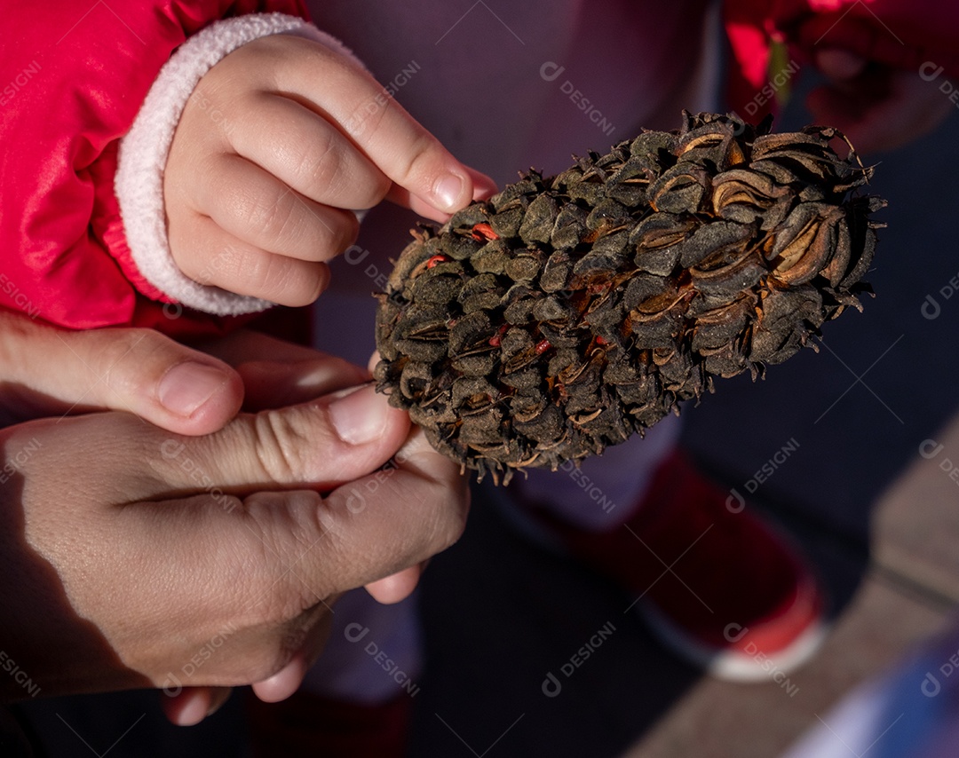 Pai mostrando pinha pela primeira vez para filha