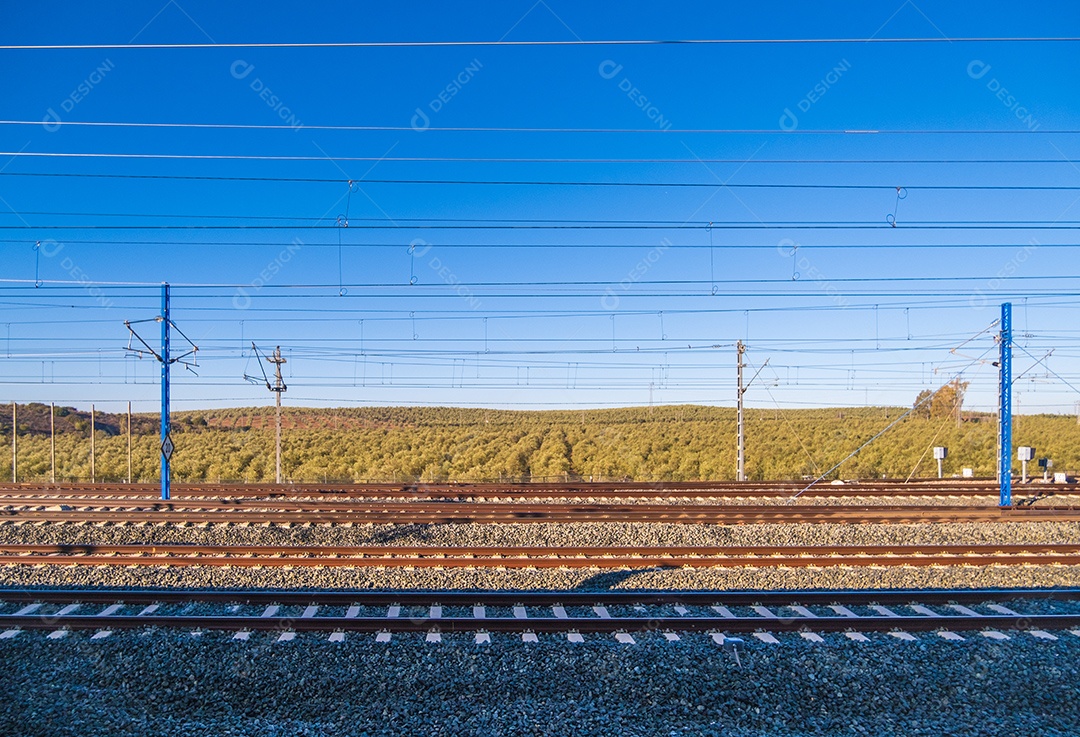 Bela vista da plantação de oliveiras na Espanha.