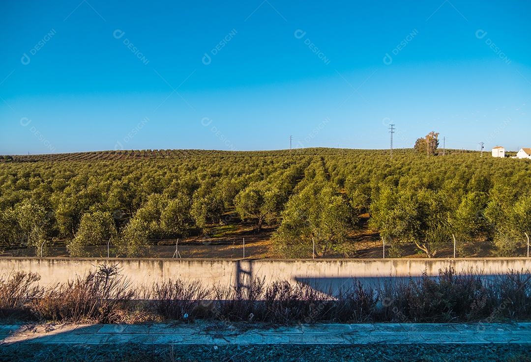 Bela vista da plantação de oliveiras na Espanha.