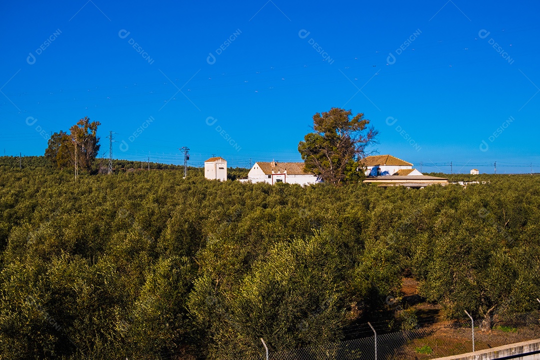 Bela vista da plantação de oliveiras na Espanha.